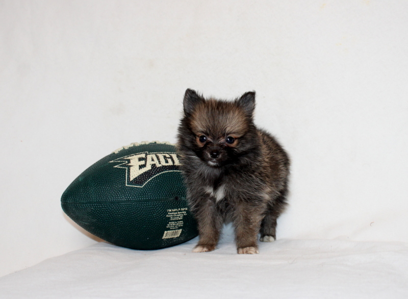 puppy, for, sale, Pomeranian, Matthew B. Stoltzfus, dog, breeder, Gap, PA, dog-breeder, puppy-for-sale, forsale, nearby, find, puppyfind, locator, puppylocator, aca